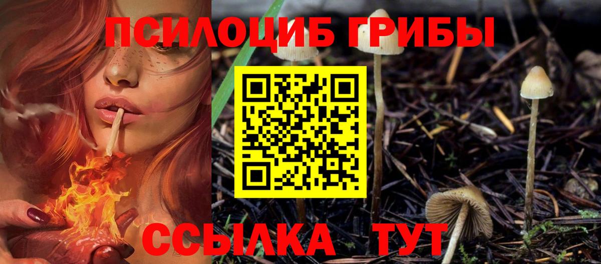 Гурьевск  Псилоцибиновые грибы Psilocybe  Вход с VPN 