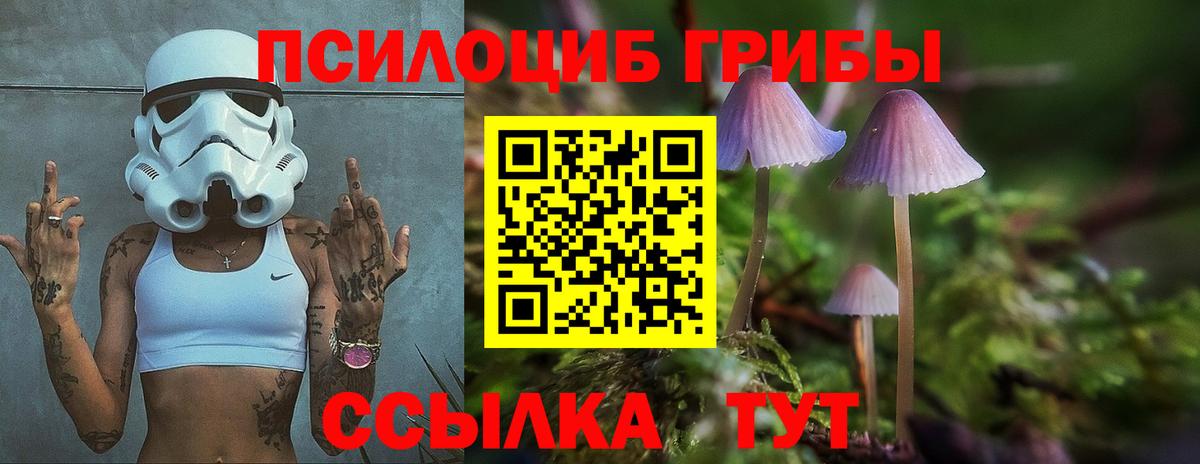 Псилоцибиновые грибы Psilocybe Гурьевск